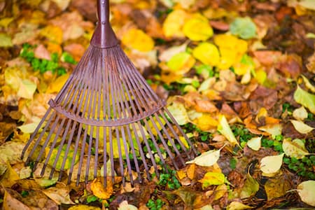The Impact of Seasonal Clean-Up on Your Landscape